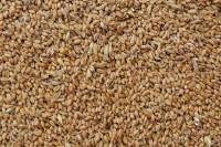 Grains de Blé